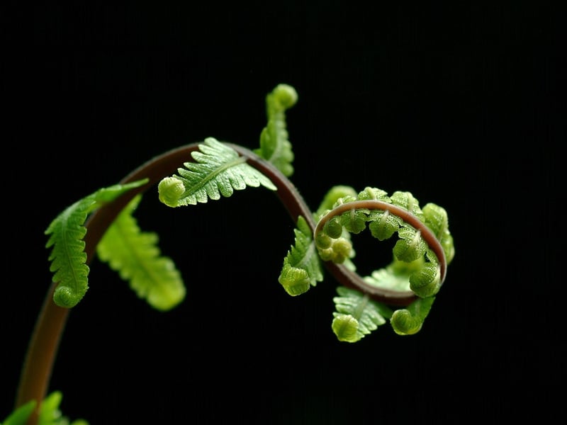 Ferns