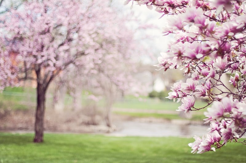 Spring garden